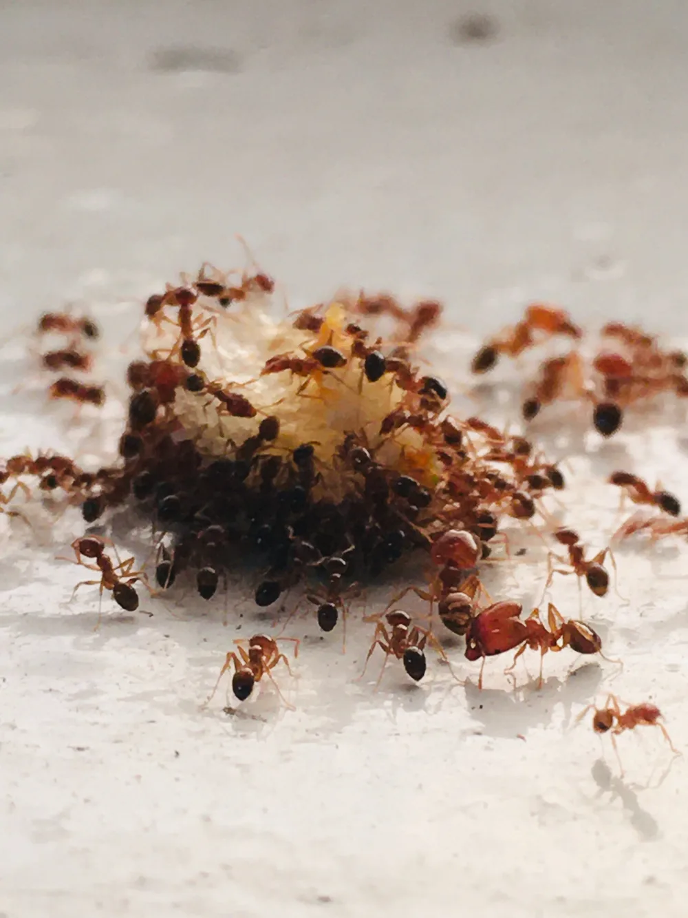 Dozens of small reddish ants with dark abdomens swarming a pale crumb of food