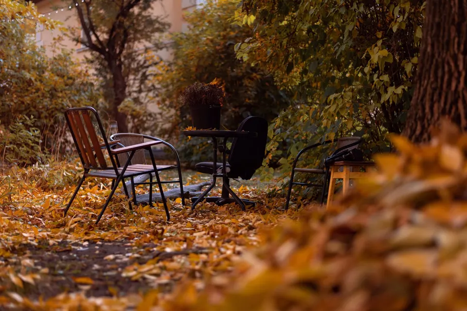 Empty patio chairs and a small table in a yard carpeted with yellow fallen leaves