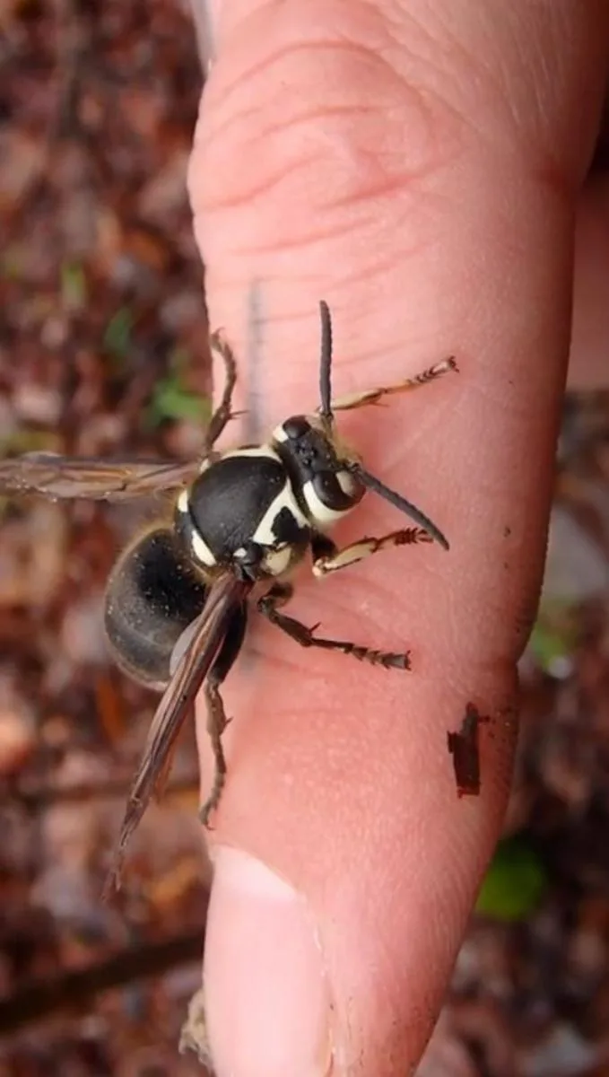 Black and white bald-faced hornet gripping a person's fingertip, leaf litter behind