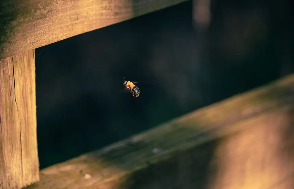 Bee with a fuzzy tan thorax hovering in midair in the gap between two weathered fence rails