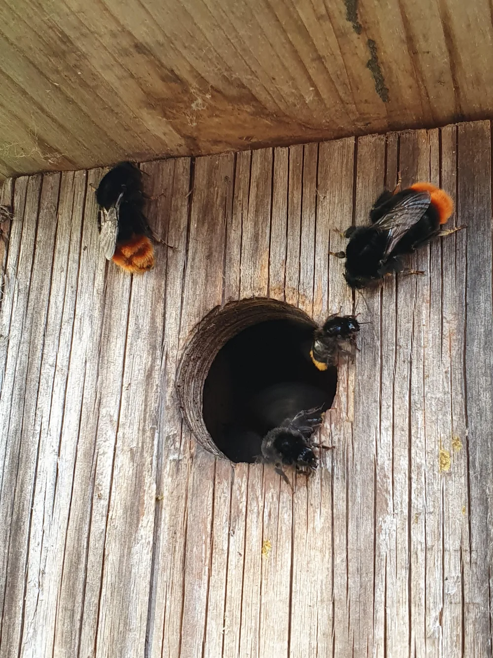 Four fuzzy black bees with orange tails around the entrance hole of a weathered birdhouse