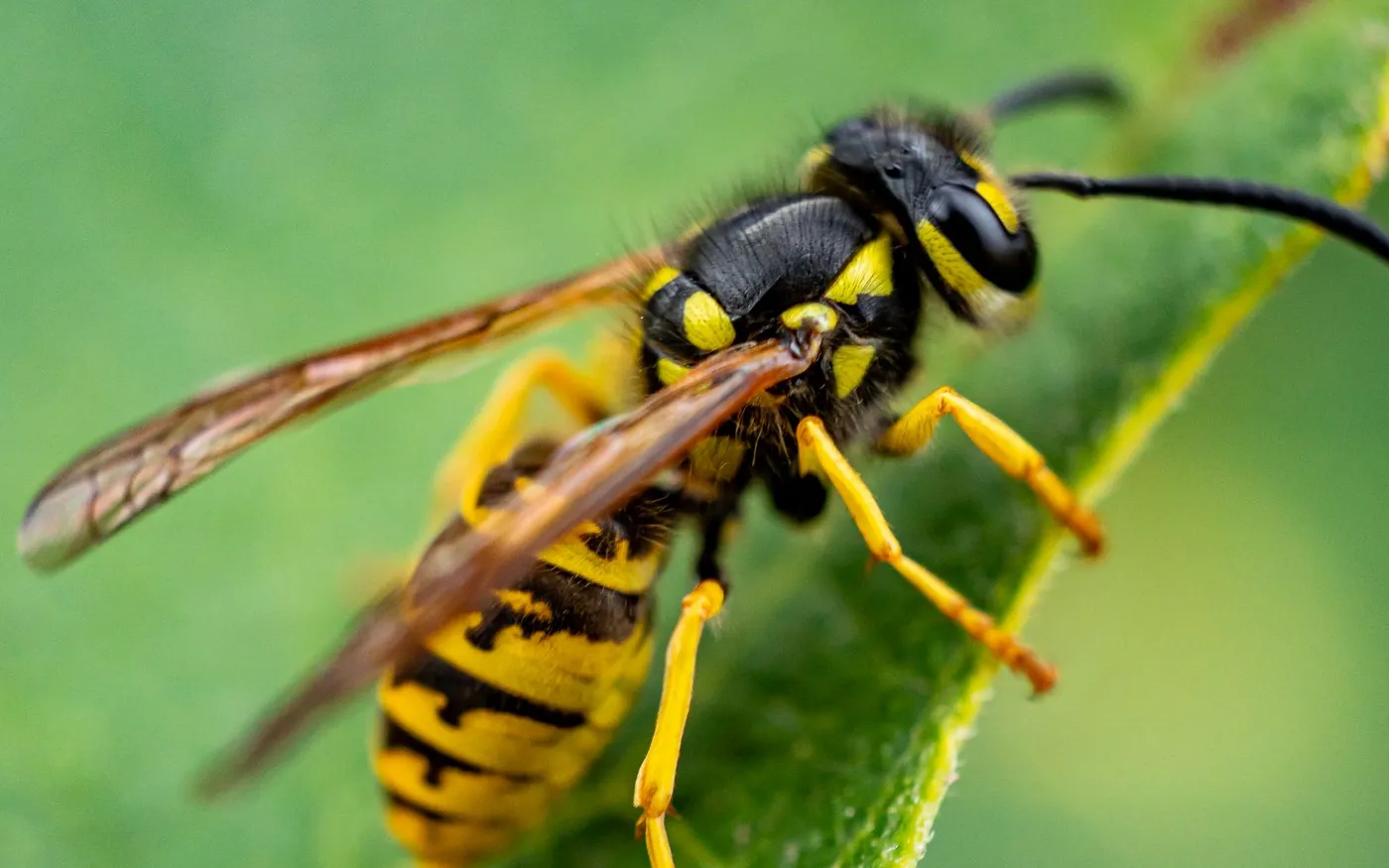 Yellowjacket resting on a green leaf