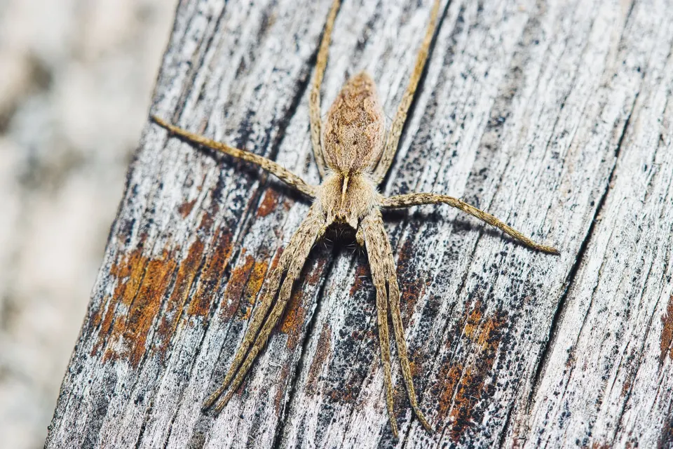 A long-legged tan spider with a pointed abdomen resting on a weathered gray board