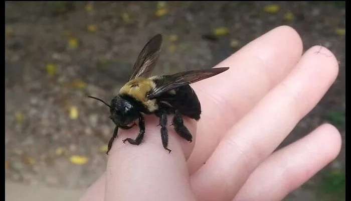 Large bee with a fuzzy gold thorax and shiny black abdomen resting on a person's fingers