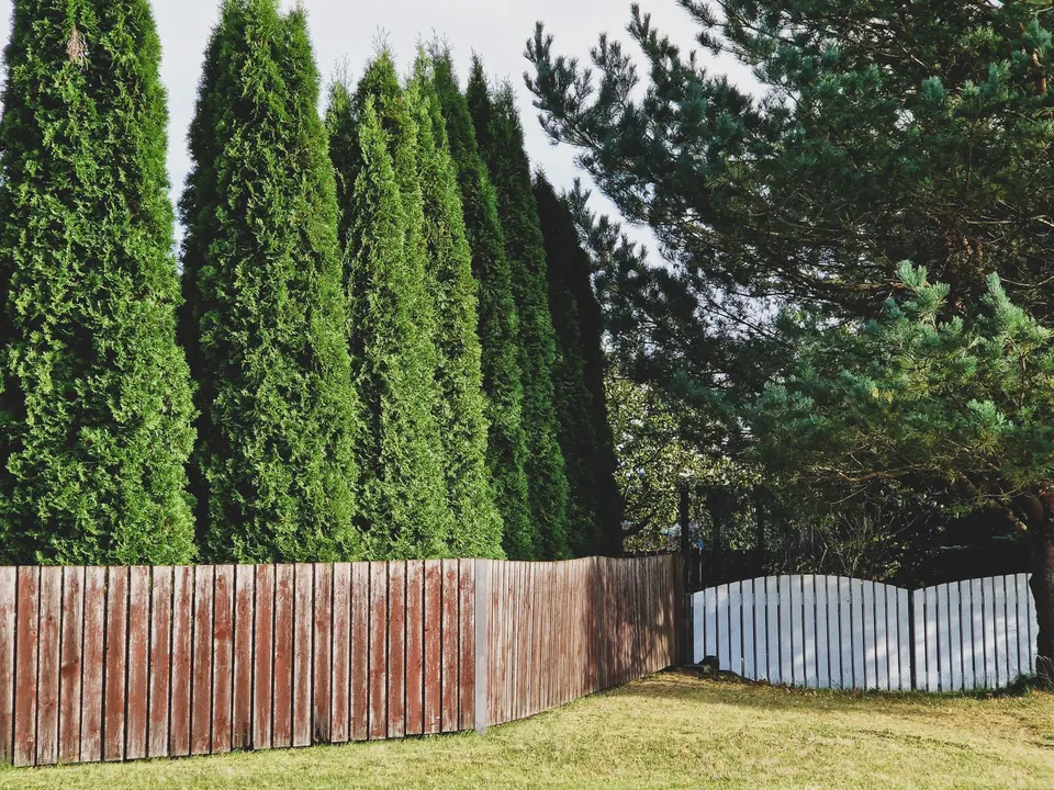 A row of tall evergreen hedge trees rising behind a weathered wood fence at the edge of a lawn