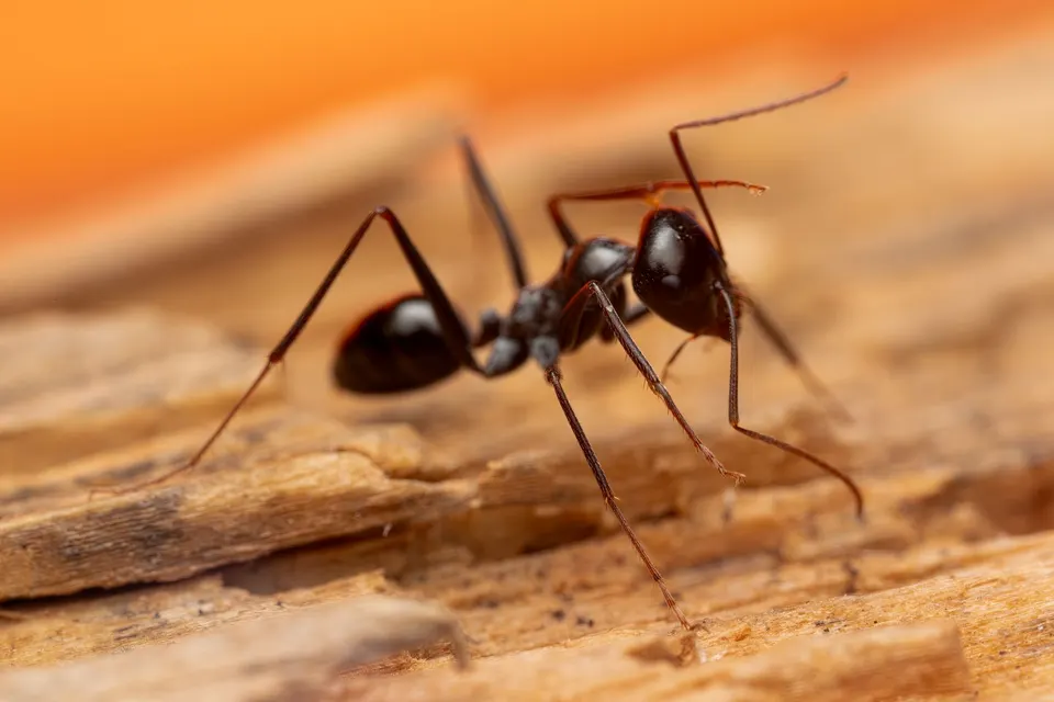 A large glossy black ant standing on splintered bare wood, its long legs and antennae in sharp focus