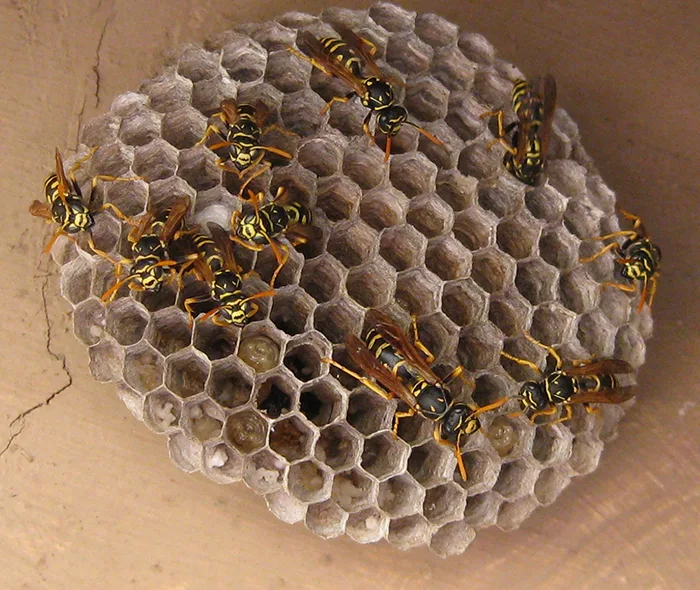 About ten black and yellow paper wasps crawling over a gray open comb of brood cells