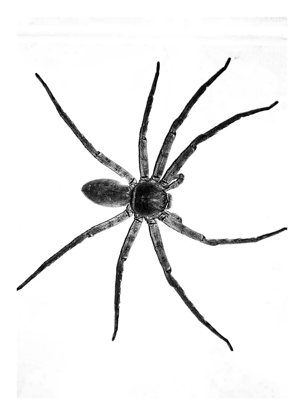 Black and white close-up of a large long-legged house spider on a pale surface