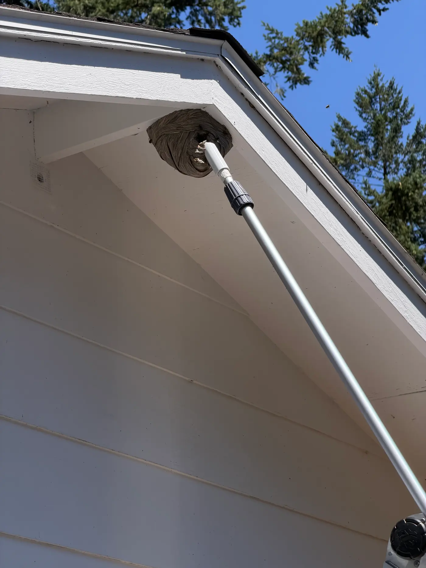 Extension pole inserted into a gray papery wasp nest under a home's gable eave during nest removal
