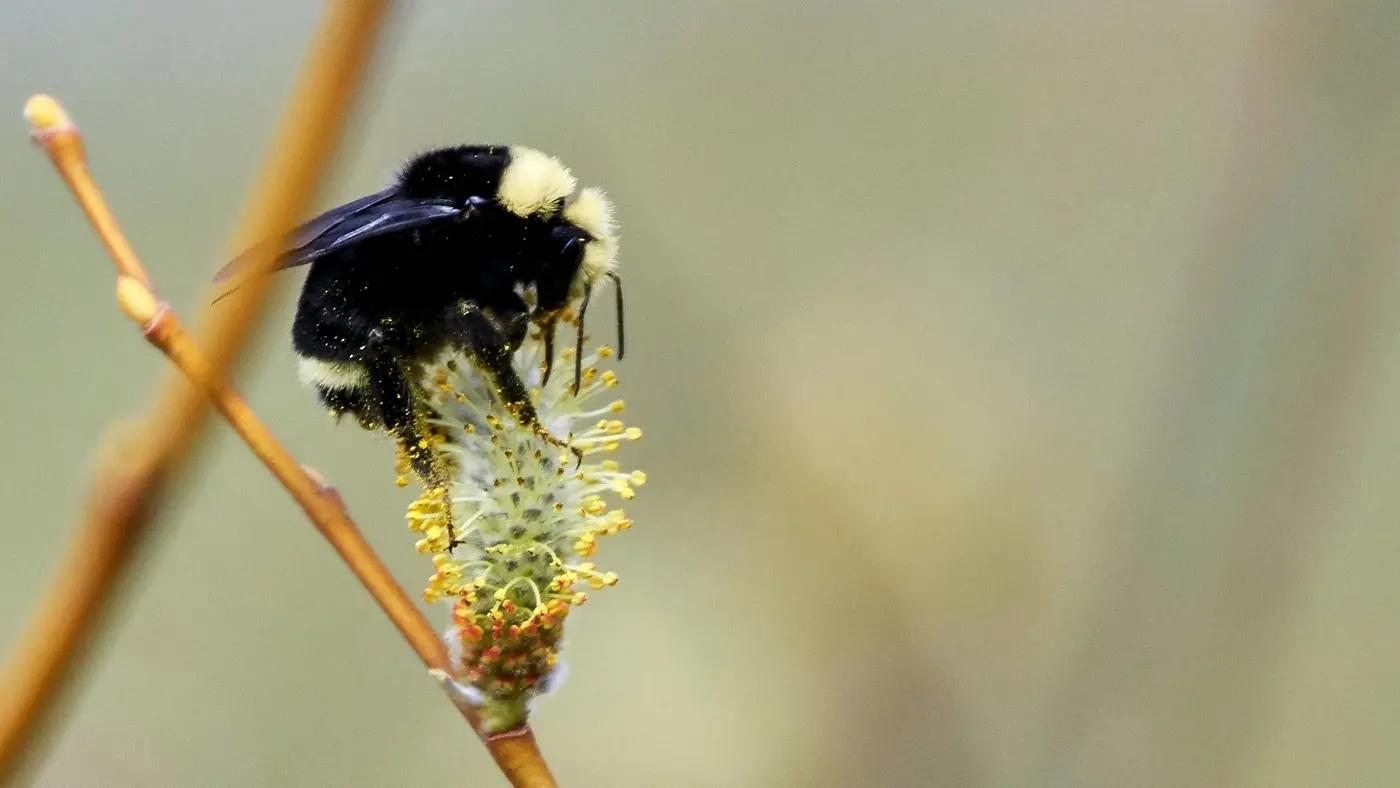 Fuzzy black and yellow bumblebee clinging to a pollen-covered willow catkin on a slender branch outdoors