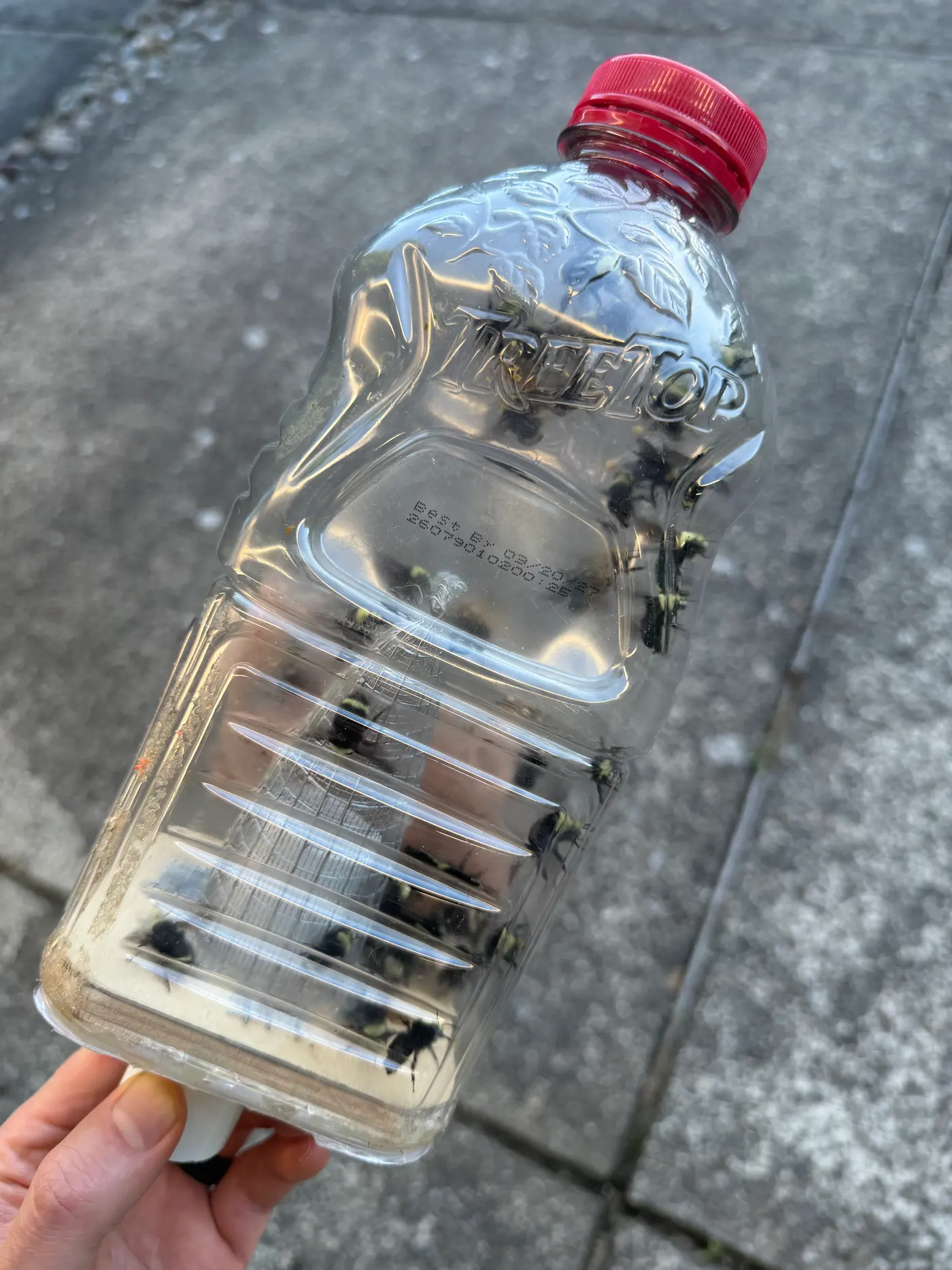 Clear bottle held in hand containing live fuzzy black and yellow bumblebees collected for relocation