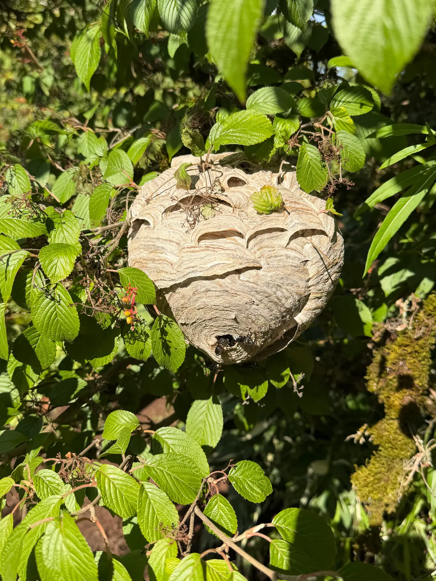Large enclosed gray paper wasp nest hanging in a leafy green shrub with an entrance hole at the bottom