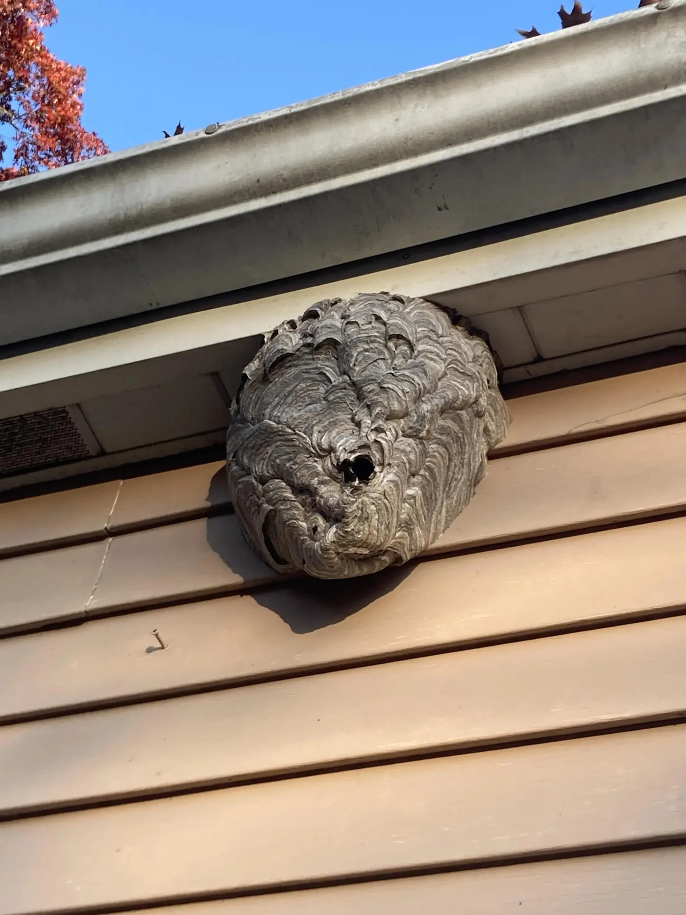Large gray paper hornet nest attached under a home's roof gutter with one entrance hole