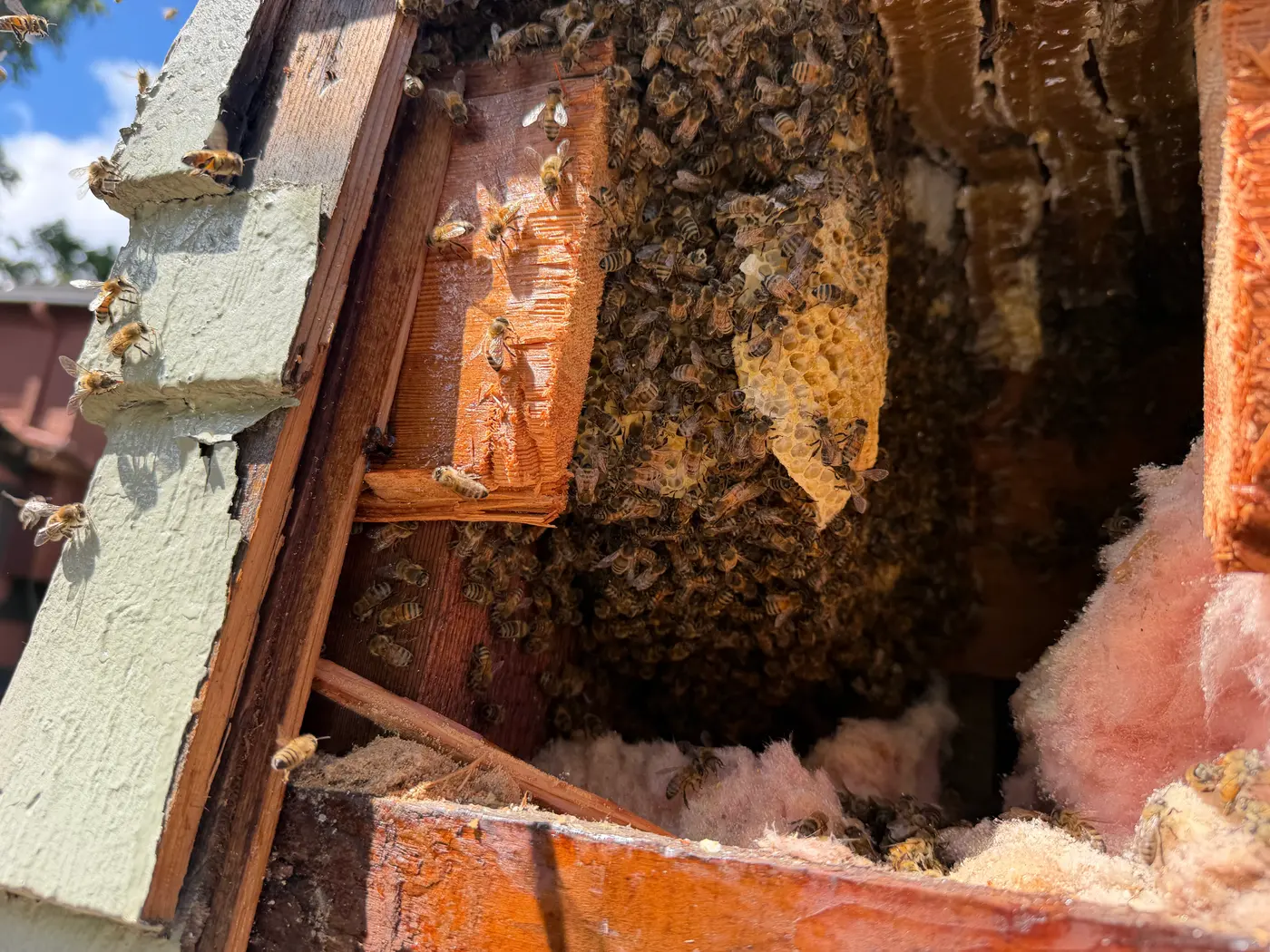 Honeybee comb and thousands of bees exposed in an opened wall cavity during a live bee removal
