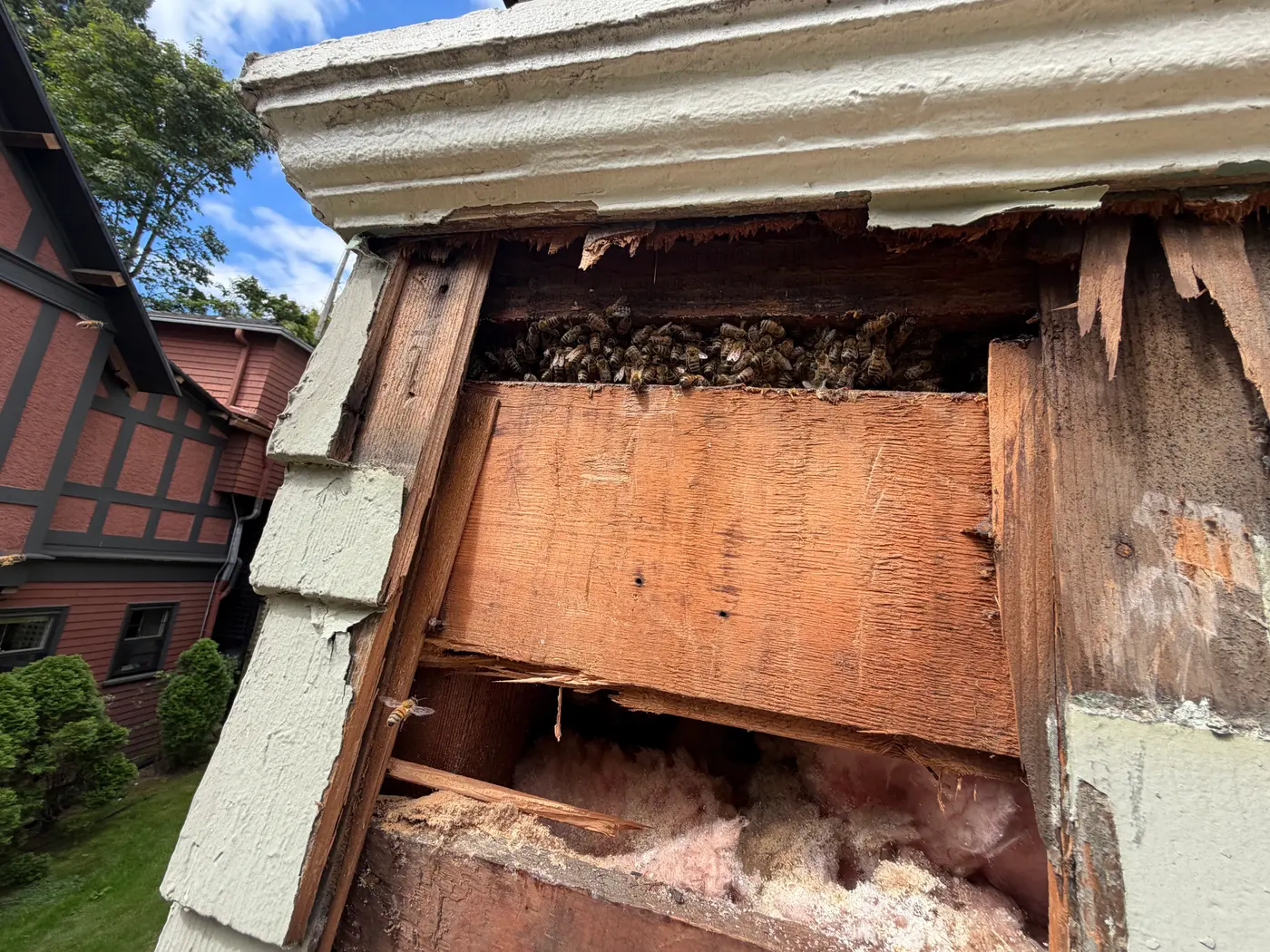 Honeybees clustered inside an opened exterior wall cavity below the roof trim during a live bee removal