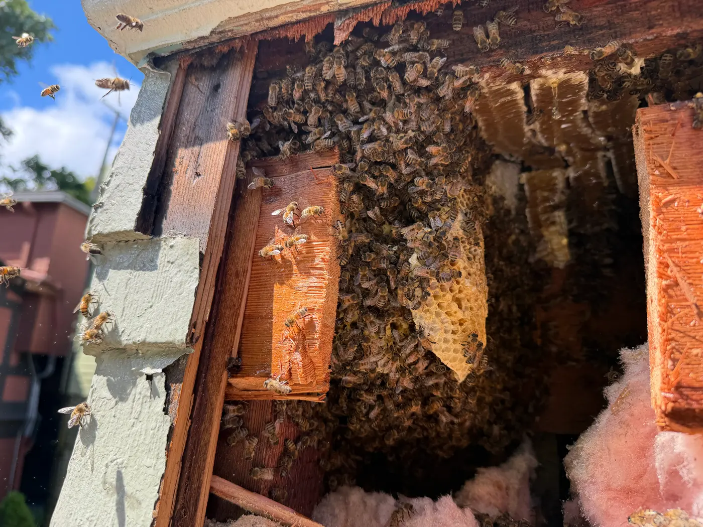 Honeybee comb covered in bees inside an opened wall cavity during a live honeybee removal