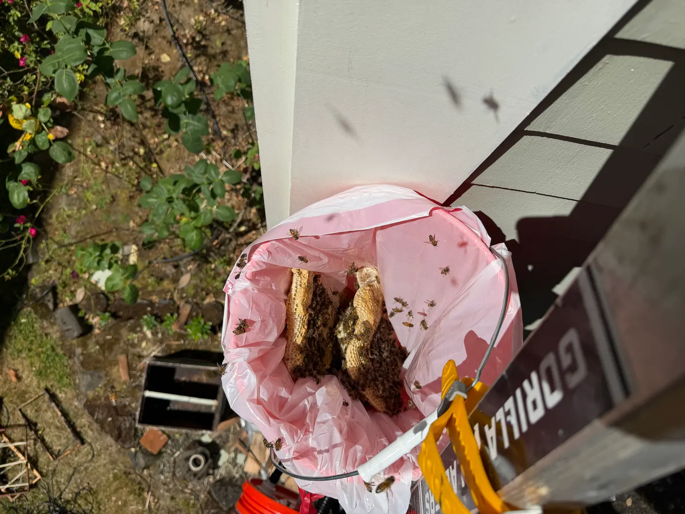 Honeybee comb covered in bees inside a lined bucket during a honeybee removal beside white house siding