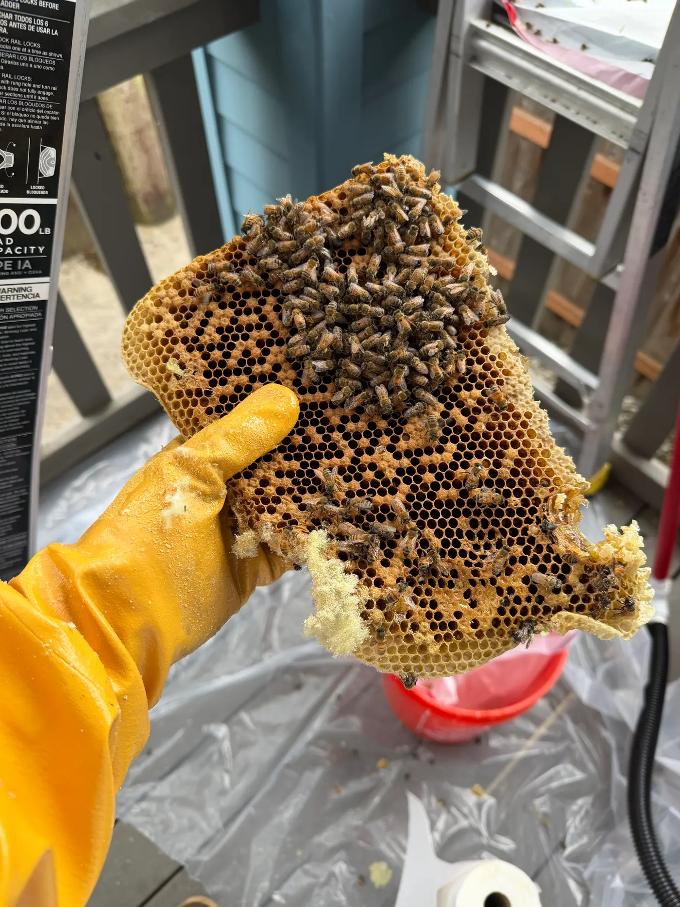 Gloved hand holding a slab of honeybee comb covered in bees during a live cutout removal