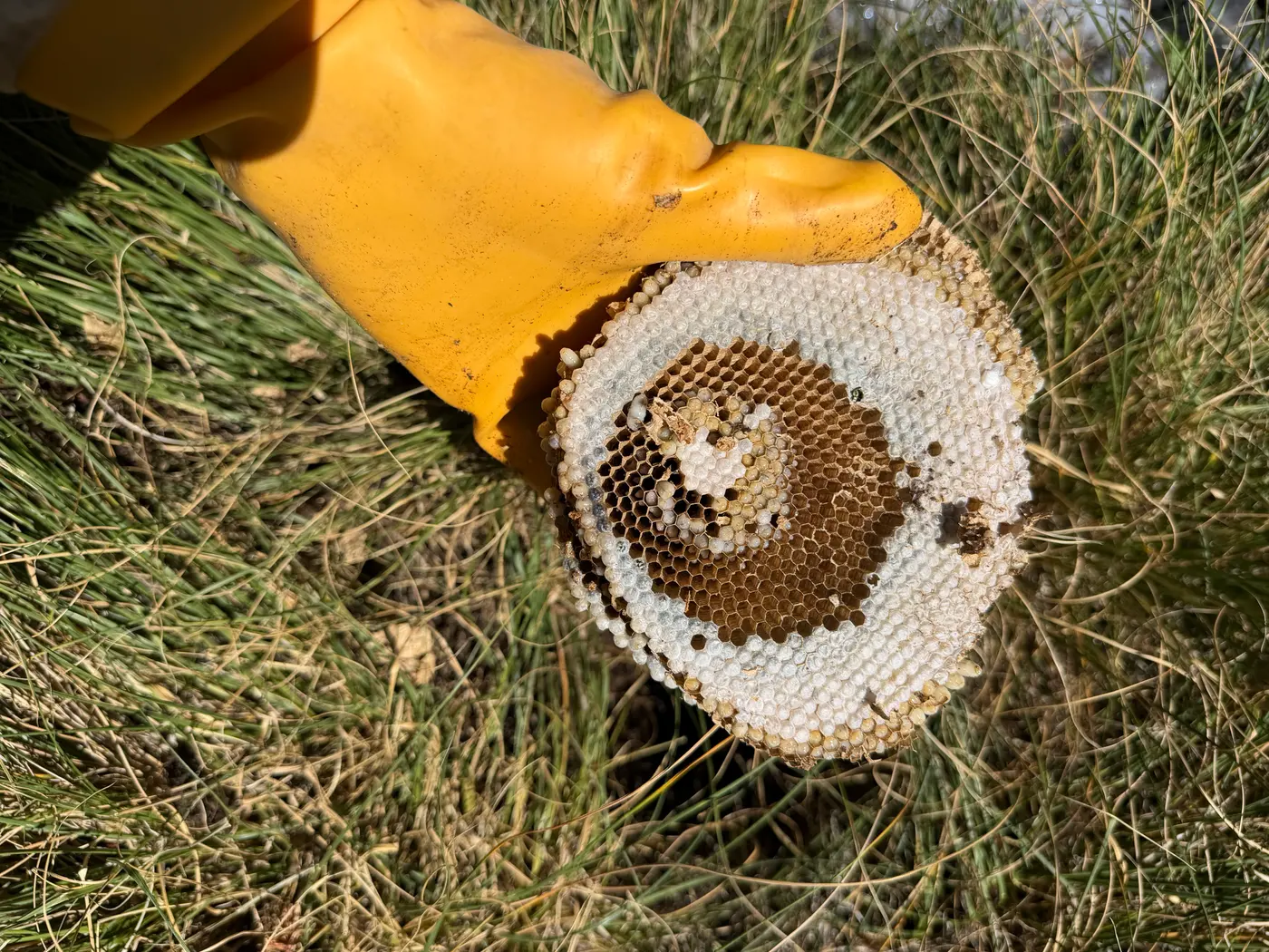 Gloved hand holding a round piece of removed honeybee comb with capped brood, over grass