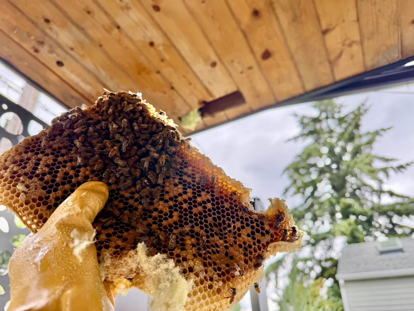 Gloved hand holding honeybee comb covered in live bees during a cutout from a wood porch ceiling