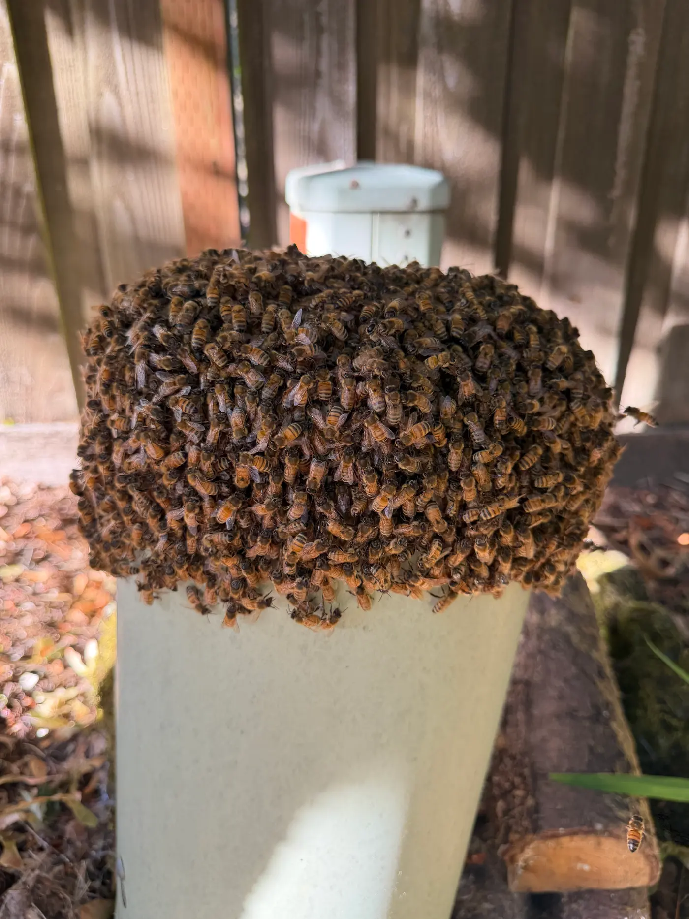 Thick honeybee swarm cluster covering the top of a collection bucket in a backyard during honeybee removal