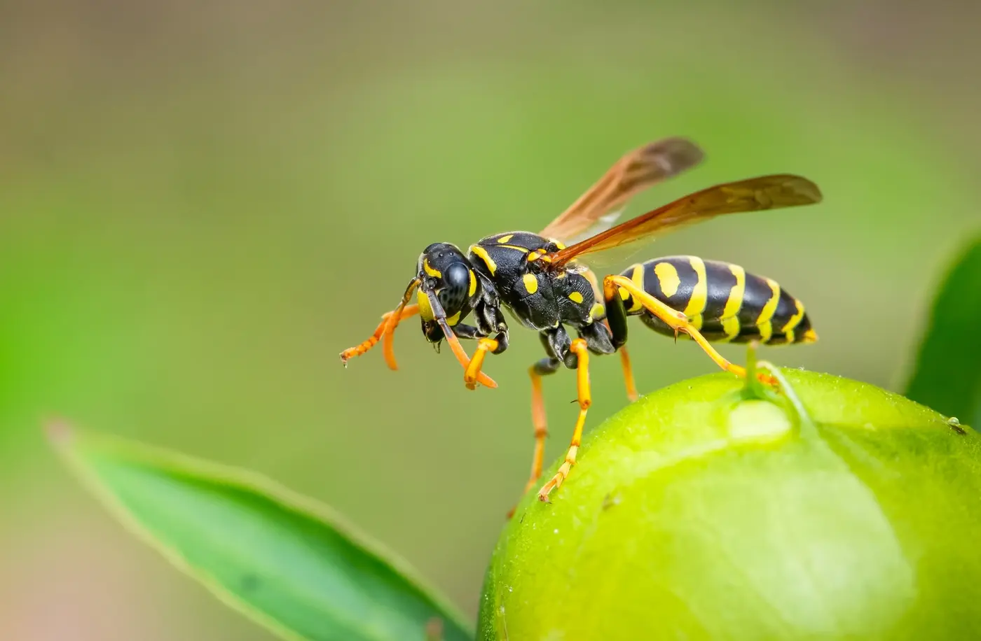 Black and yellow paper wasp with orange antennae and dangling legs resting on green unripe fruit