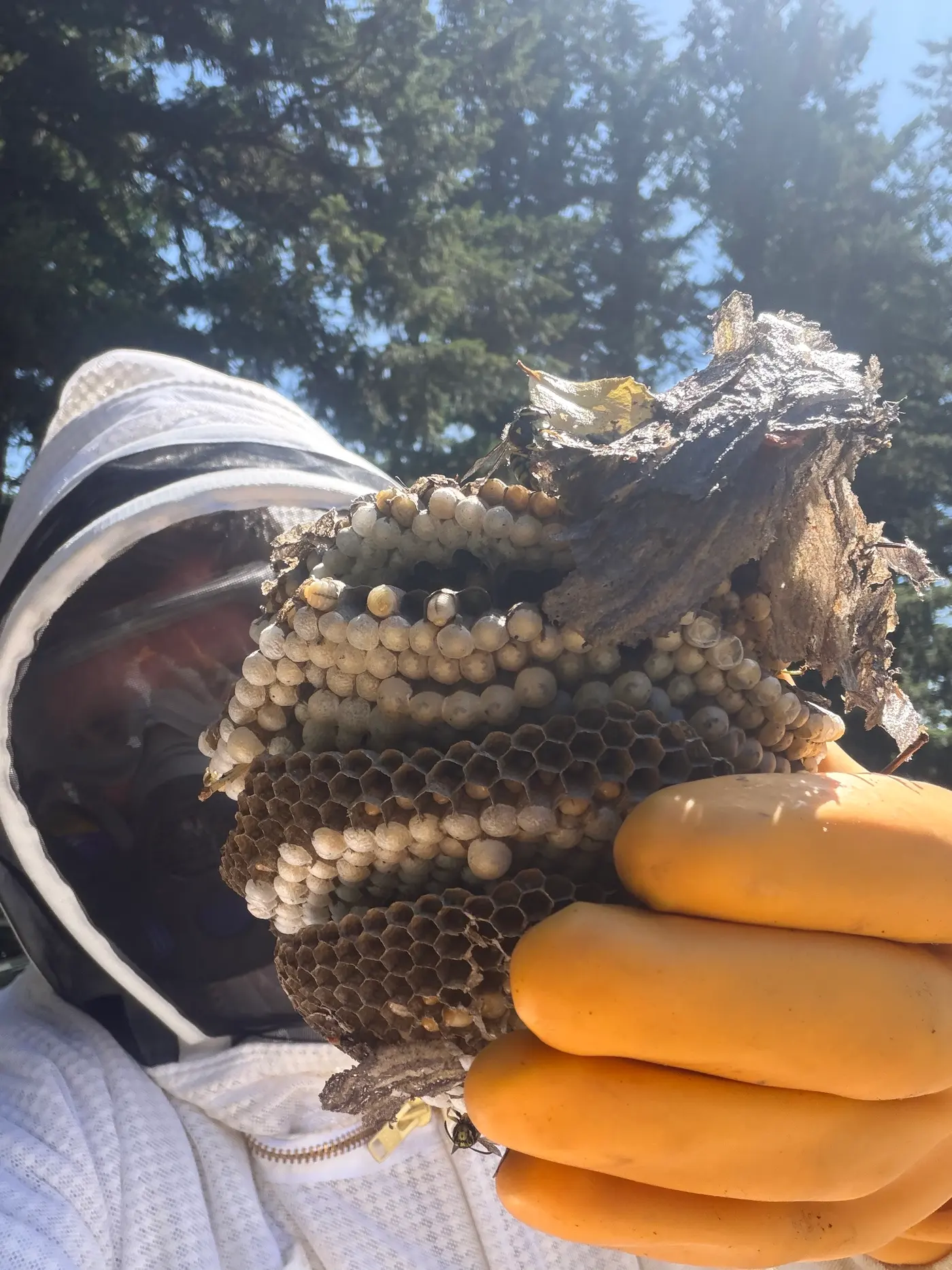 Removed wasp nest comb with capped cells and gray paper envelope held in a gloved hand