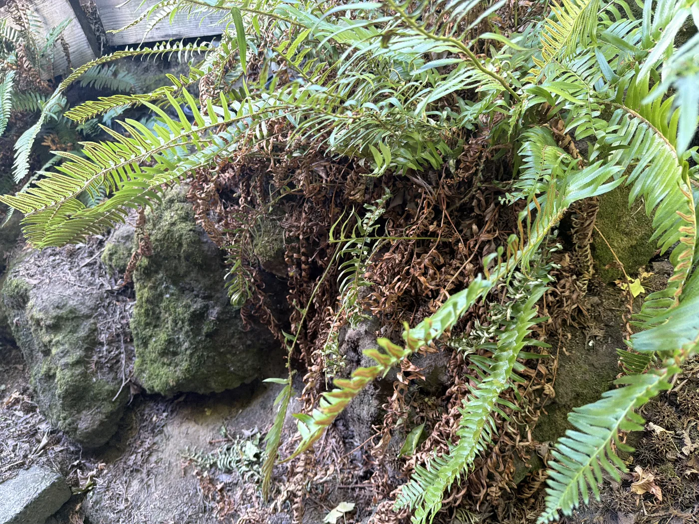 Ferns and dry fronds covering a gap between mossy rocks at a yellow jacket ground nest site in Richmond, Portland