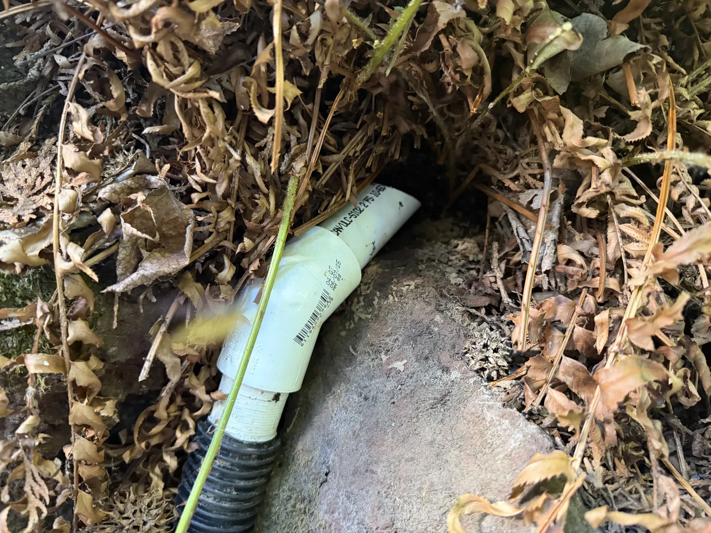 Vacuum hose positioned at a yellow jacket nest opening among rocks and fern fronds in Richmond, Portland