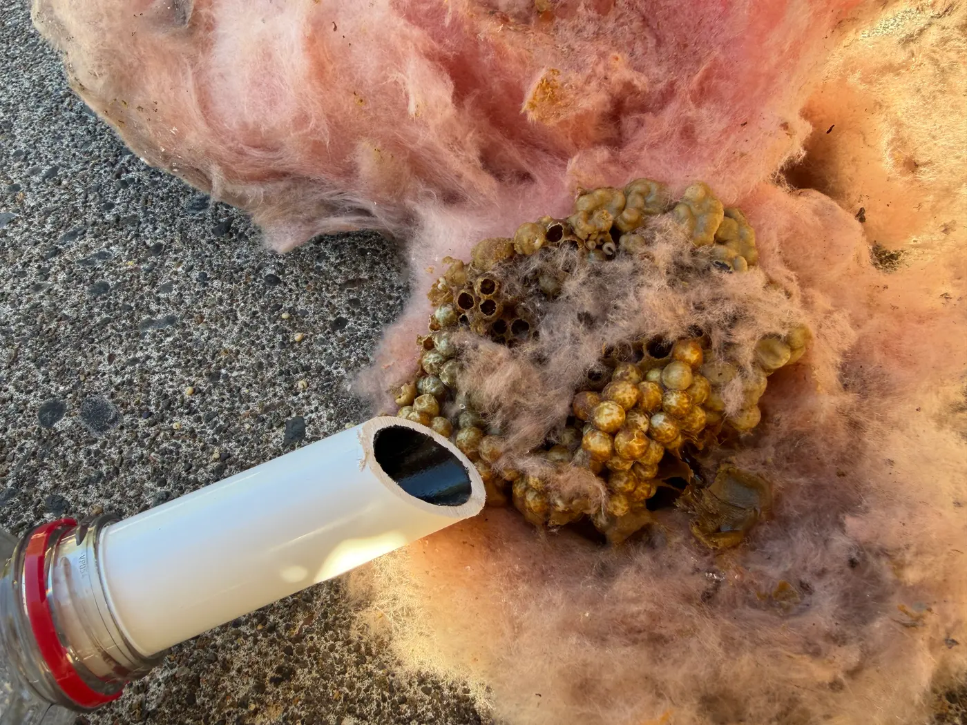 Removed wasp nest comb with capped cells embedded in pink fiberglass insulation beside a vacuum collection jar