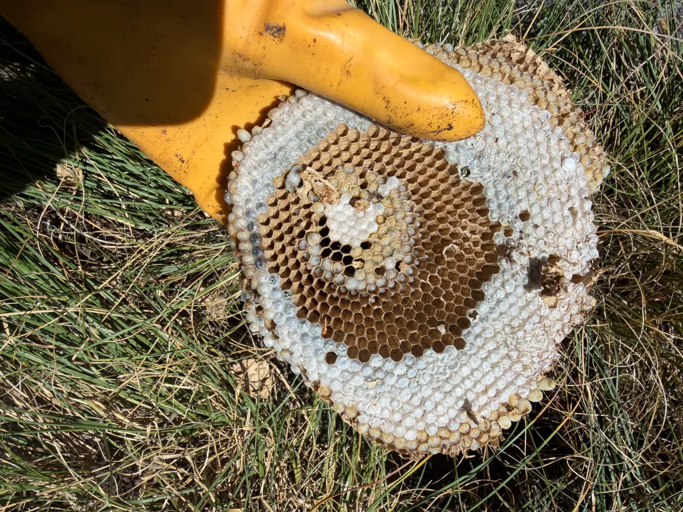 Round wasp nest comb tier with white capped brood cells lying in grass after nest removal