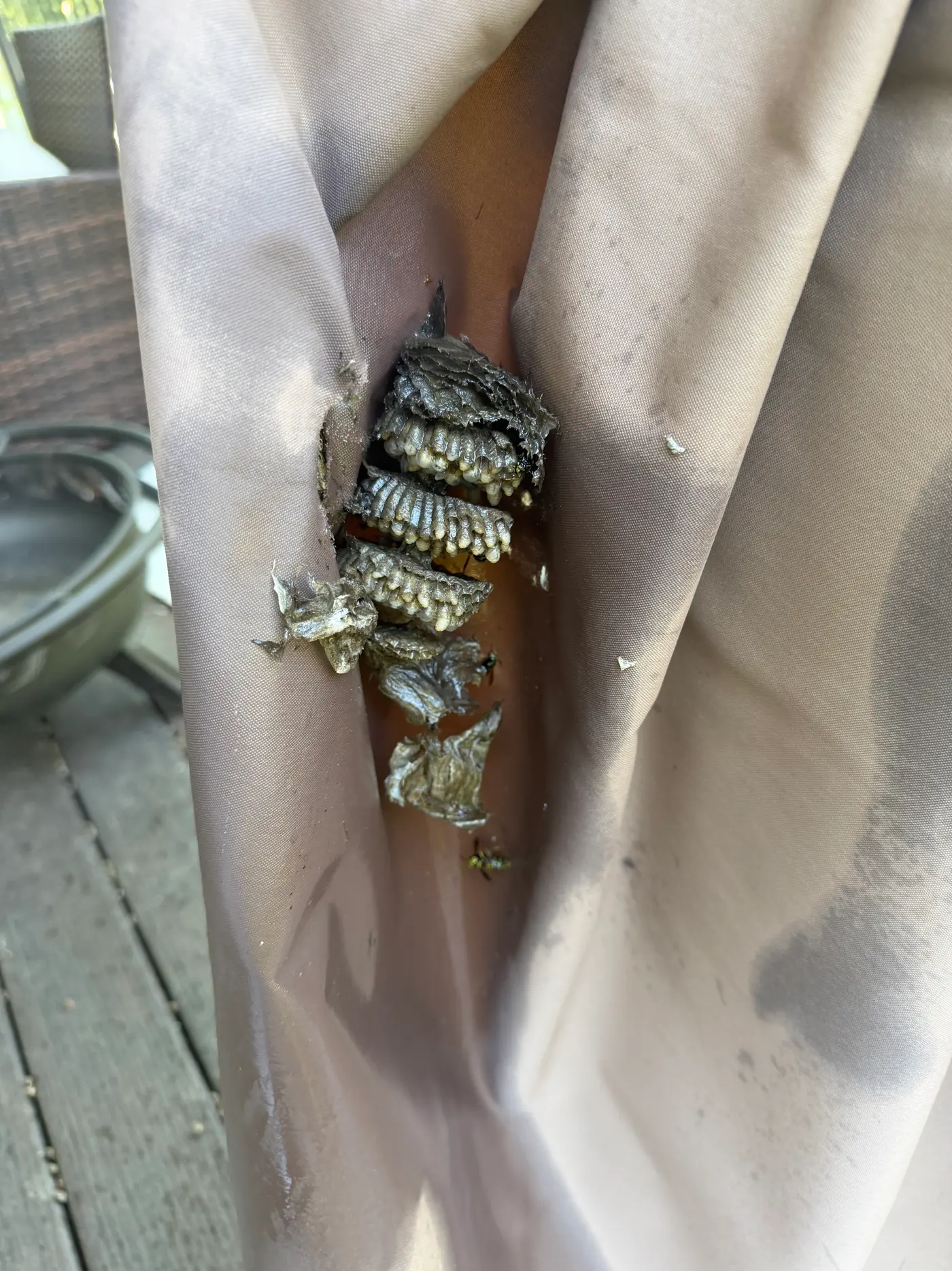 Gray papery wasp nest combs with capped white brood cells exposed inside the folds of a closed patio umbrella