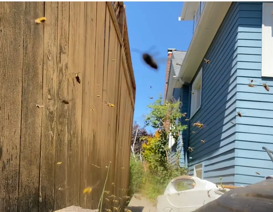 Dozens of yellow and black wasps swarming in the air between a wood fence and blue house siding