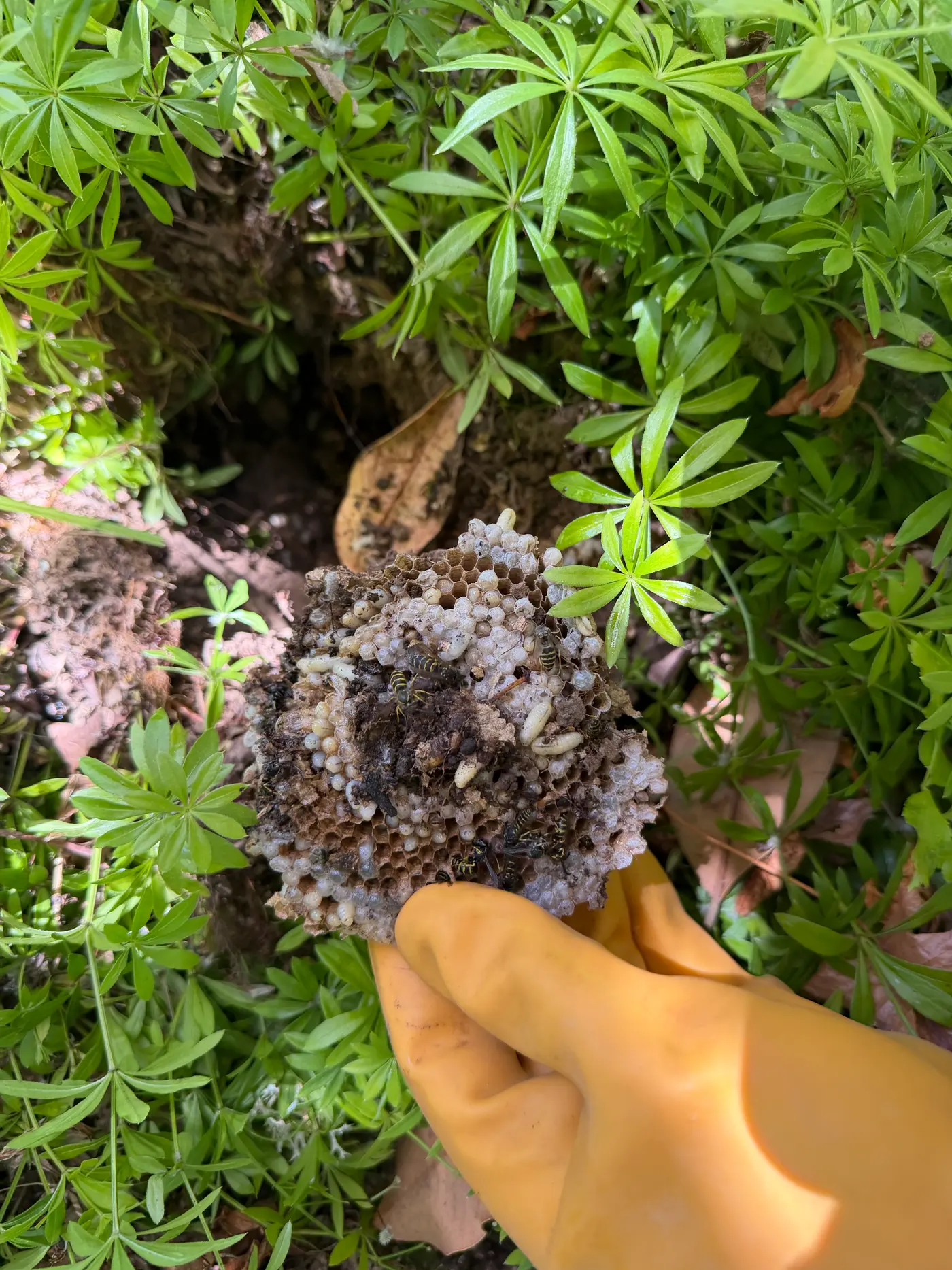 Gloved hand holding a yellowjacket comb with larvae and live wasps beside an open ground nest hole