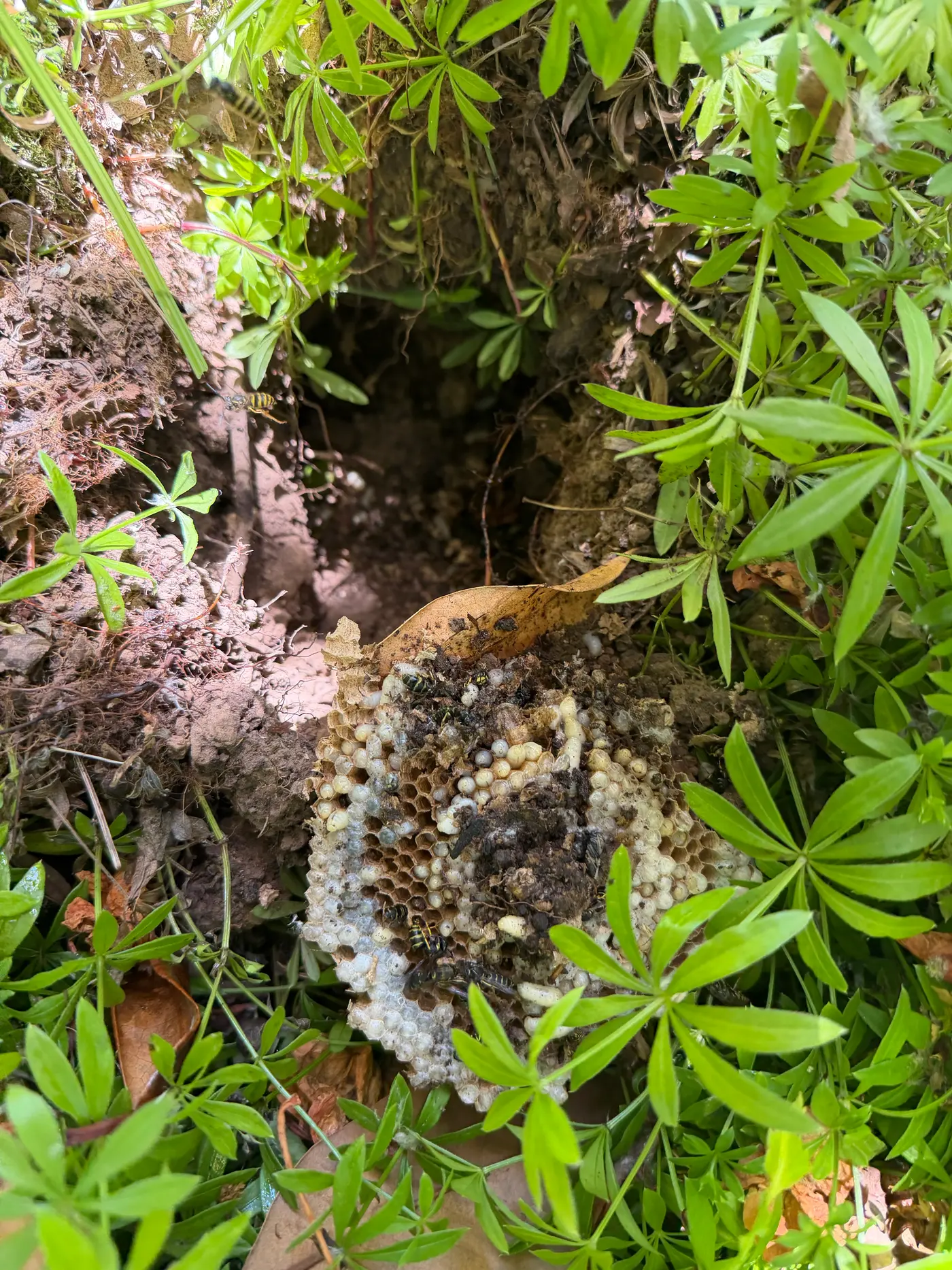 Exposed yellowjacket nest comb with larvae in a dirt ground cavity surrounded by green plants