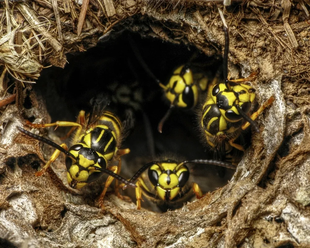 Yellow Jacket workers crowded at the dark entrance hole of a concealed nest